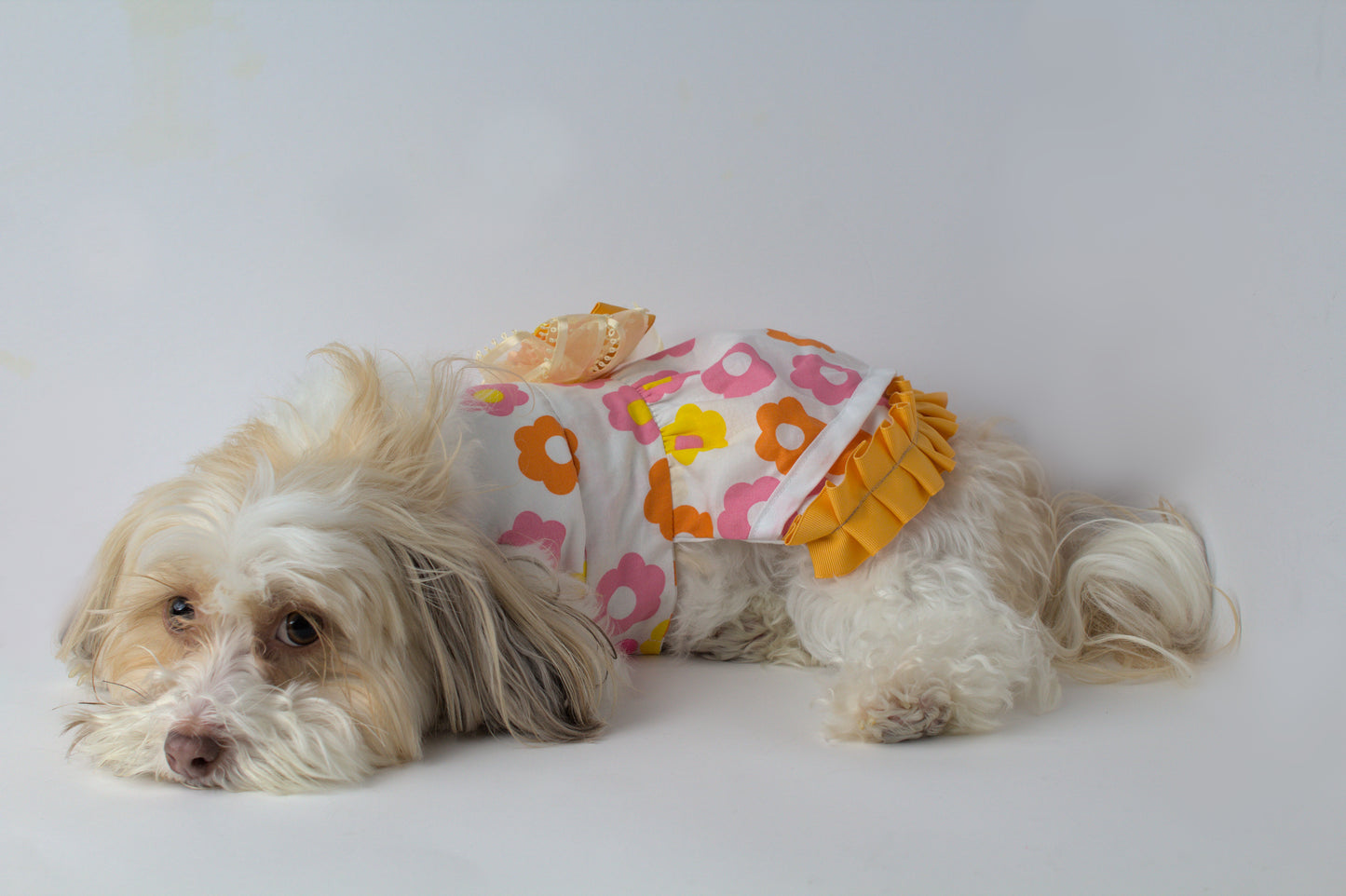 Small Dog - Dress - Sundress